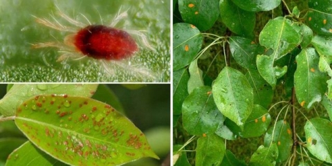 Žučna grinja na kruški: mjere suzbijanja